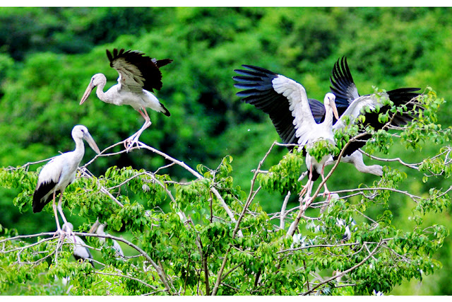 Thung Nham abrite plus de 50 000 oiseaux de 40 espèces différentes