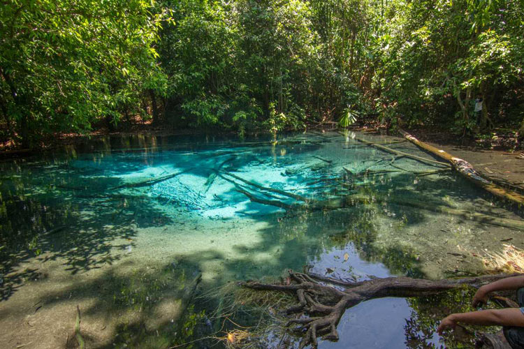 Dans la forêt il y a des lacs clairs et turquoise toute l'année