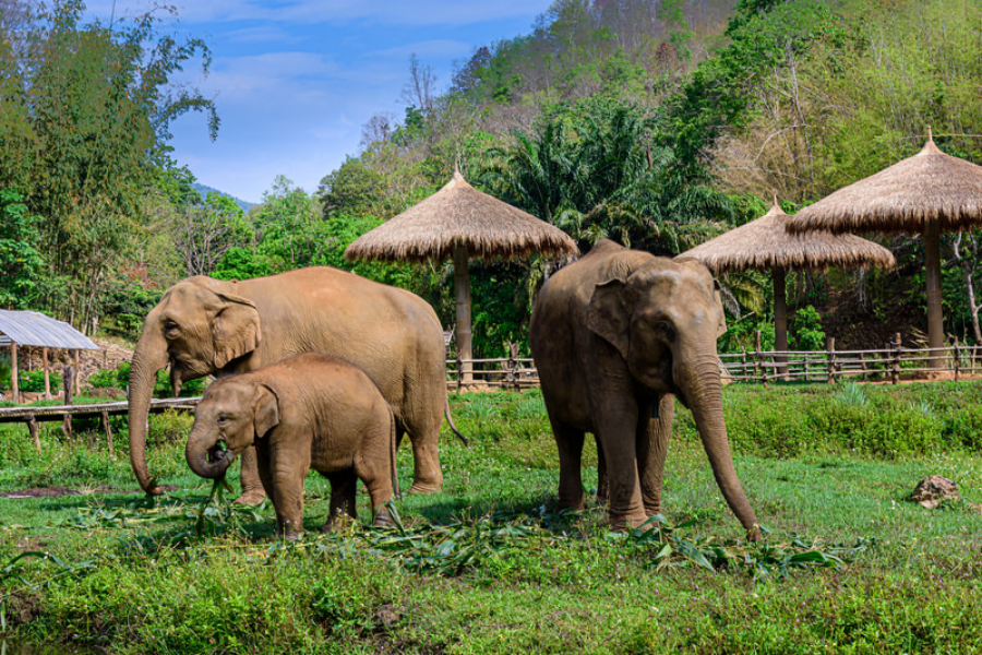 un animal peut être un symbole national de la thailande