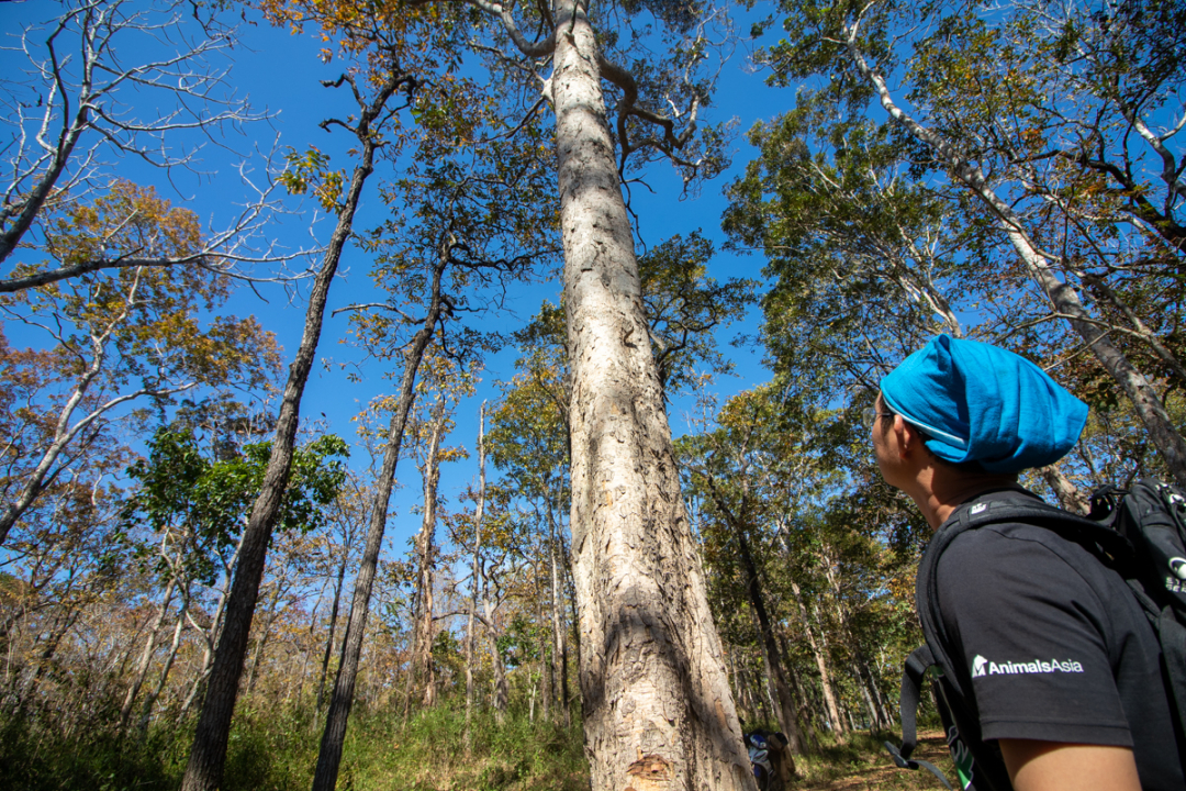 Trekking pour explorer le parc national de Yok Don