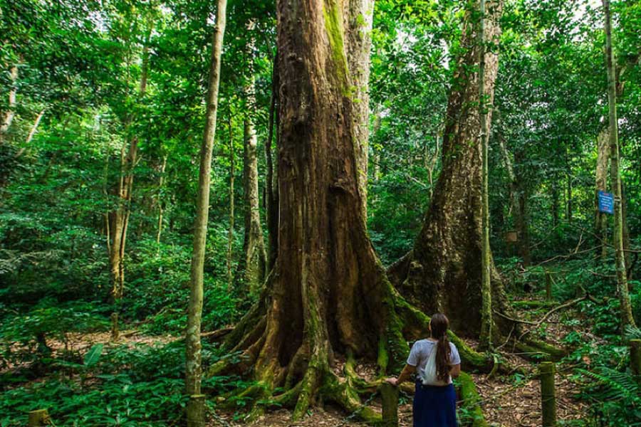 Trekking au parc national de Cuc Phuong