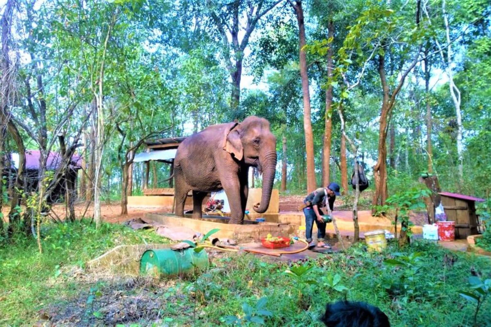 Trekking Jungle : Ratanakiri vs Mondulkiri, Guide Complet 2025