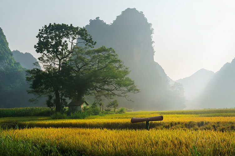 Vallée de Phong Nam à Cao Bang porte une beauté féérique