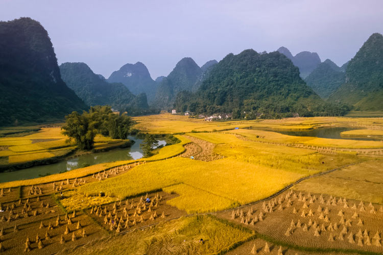 En automne, les rizières de la vallée de Phong Nam jaunissent