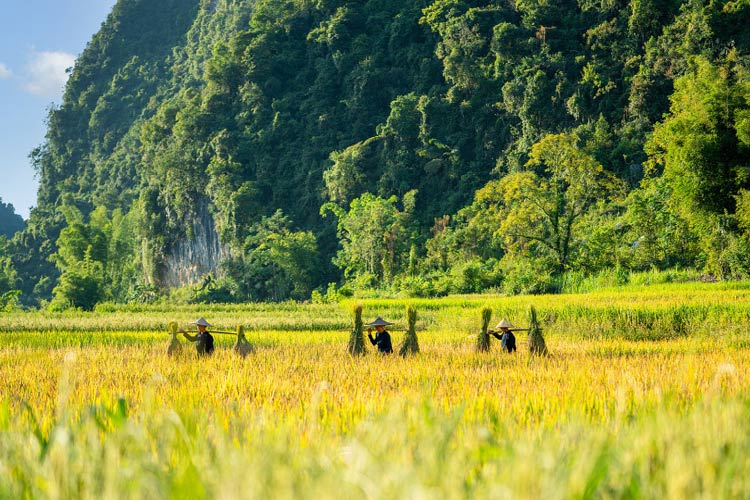 À la vallée de Phong Nam, les agriculteurs locaux récoltent du riz chaque mois d'octobre