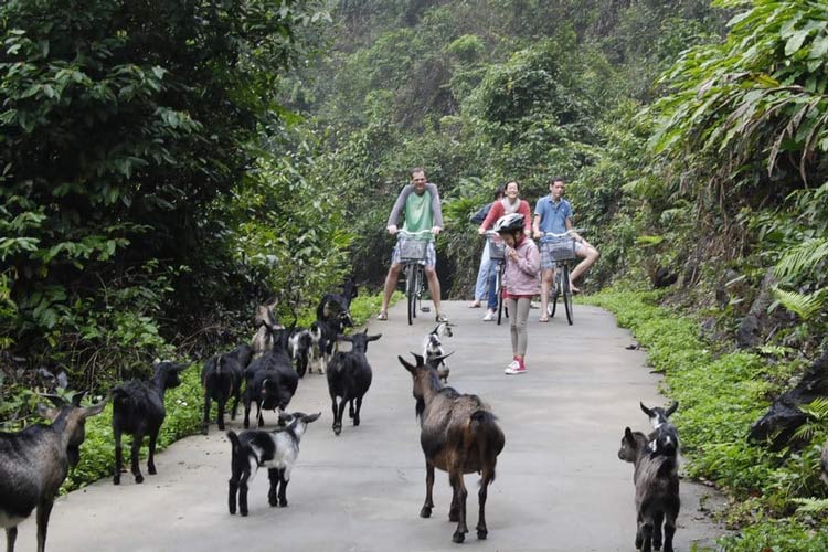 Faire du vélo au Parc National de Cat Ba et rencontrer les animaux est une expérience inoubliable