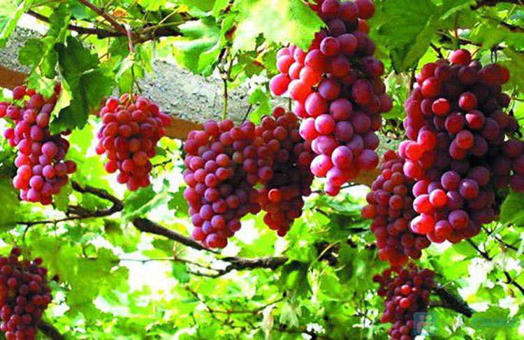 Image du magnifique vignoble Thai An, de nombreuses grappes de fruits