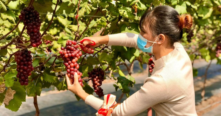 Achetez des raisins du jardin comme cadeaux pour vos proches