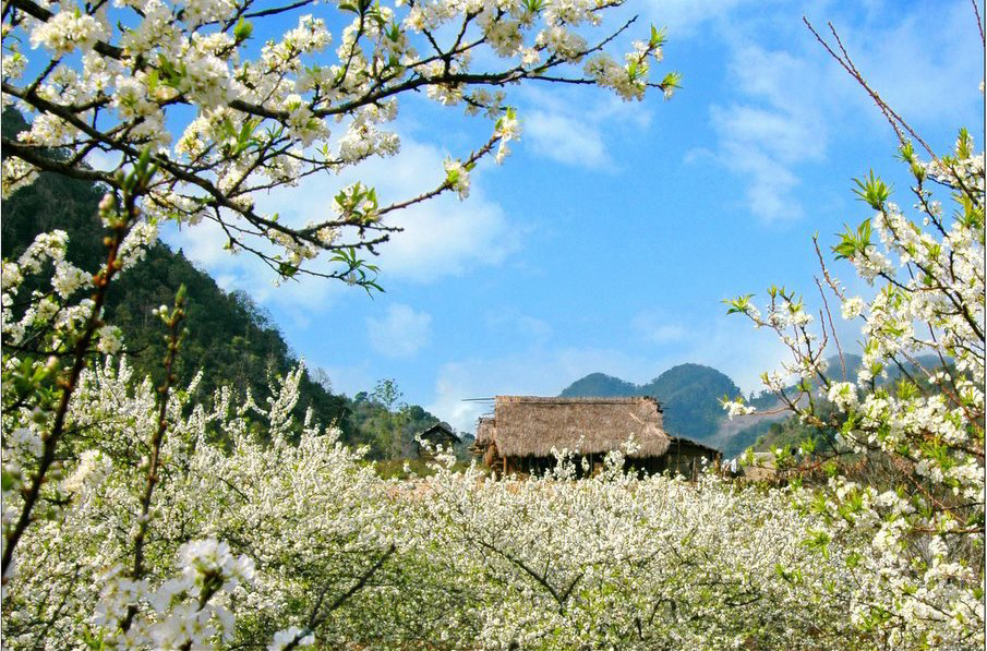 Des fleurs éclosent au village de Lac au début de la nouvelle année