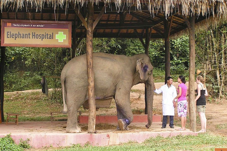 Au village des éléphants, vous pouvez nourrir des éléphants avec des légumes