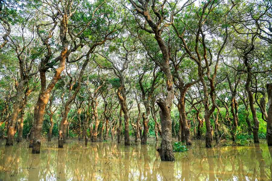 La forêt de mangrove au village flottant Kampong Phluk