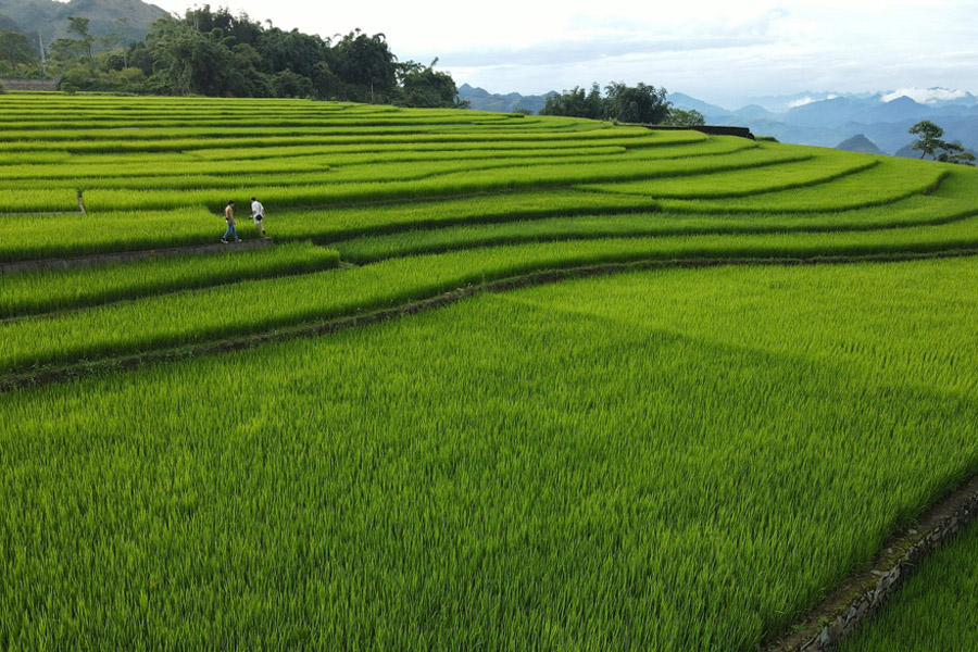 Randonnée à travers les rizières du village de Hong Ngai