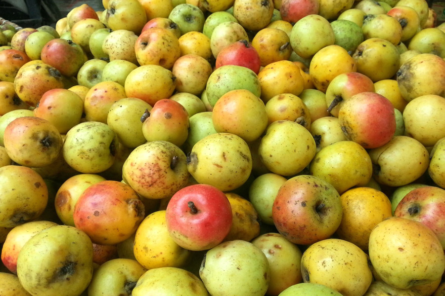 Pommes sauvages (táo mèo) du village de Hong Ngai : sirops et alcools traditionnels