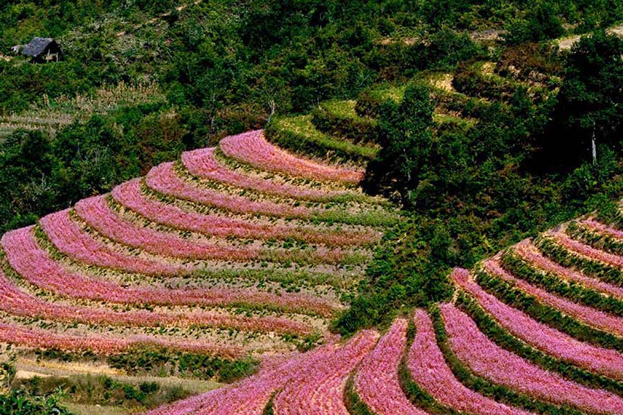 Village de tissage de Lung Tam - Vallée de Sung La