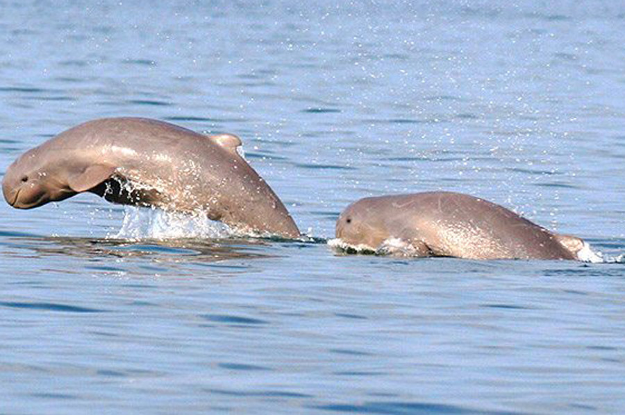 Observer les dauphins du Mékong au ville de Kratié