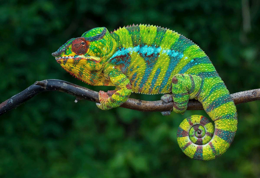 Vinpearl Safari Phu Quoc - chameleon