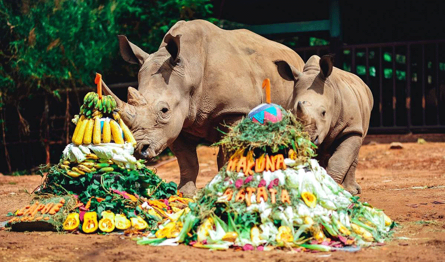 Vinpearl Safari Phu Quoc - Hippos