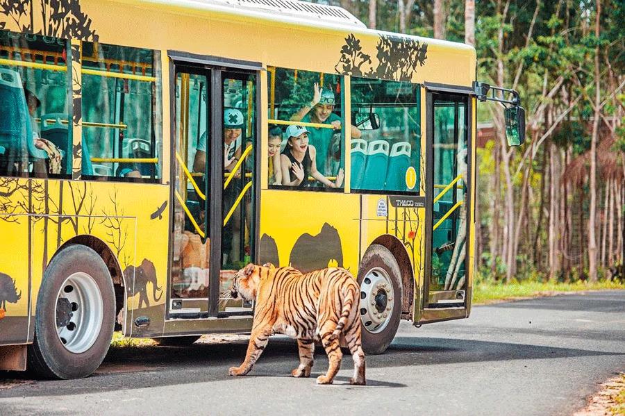 Vinpearl Safari Phu Quoc - tigre