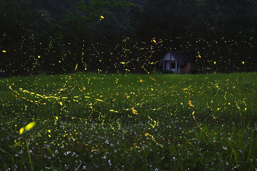 La visite nocturne du parc national de Cuc Phuong