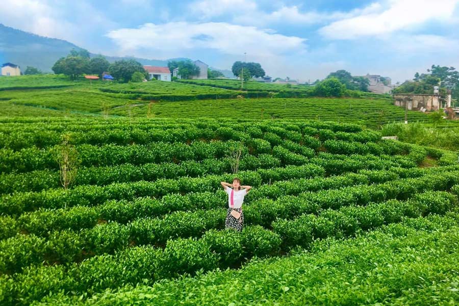 La splendeur infinie des collines de thé de Thai Nguyen