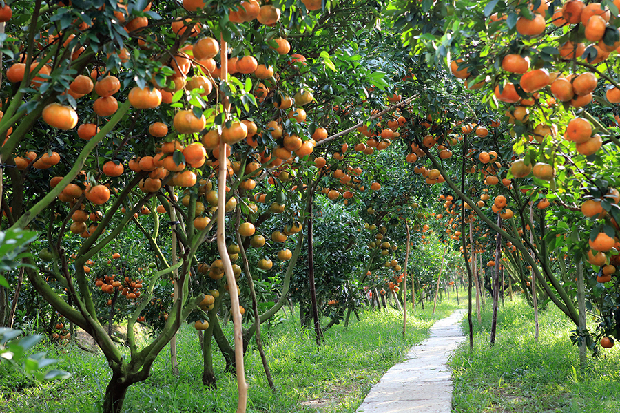 Miet Vuon - une excursion dans ces jardins pour cueillir et déguster des fruits frais directement de l'arbre 