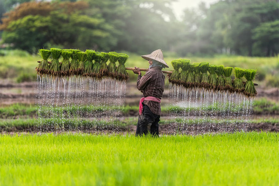 Les rizières verdoyantes au Cambodge en juillet