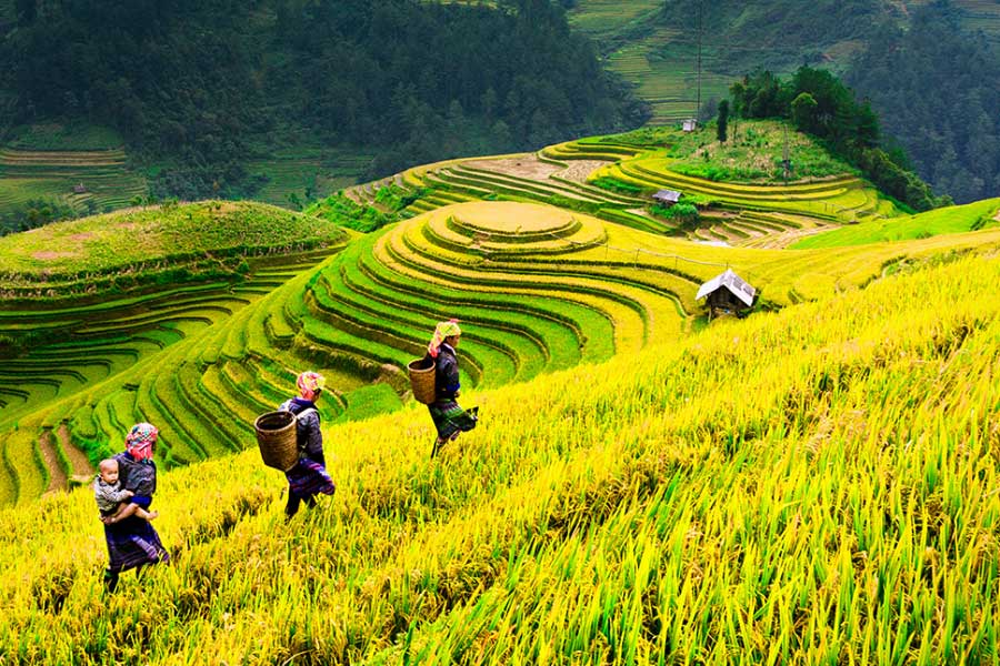 Voyage en famille au Vietnam - Sapa