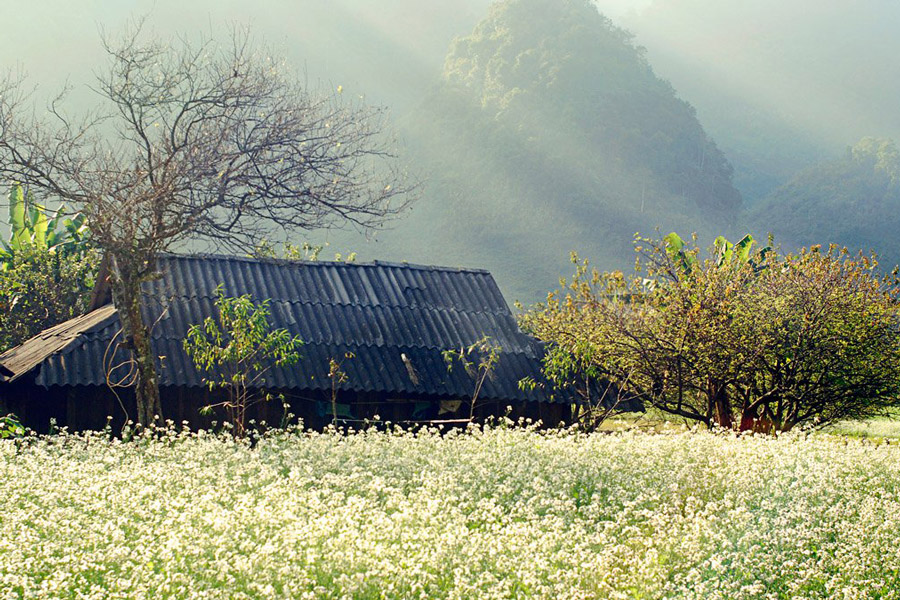 Voyage à Moc Chau au printemps – Une escapade poétique au cœur des montagnes du Nord-Vietnam