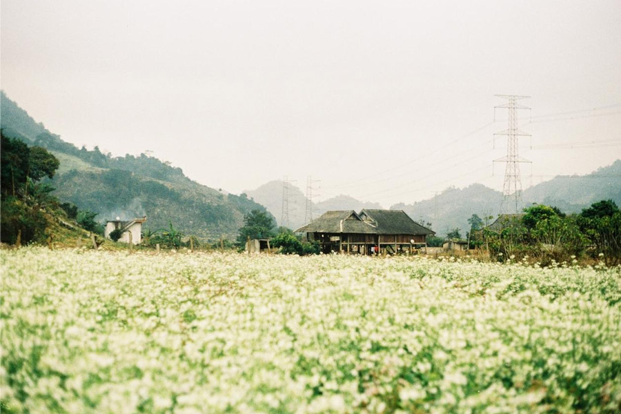 Immersion culturelle et paysages enchanteurs – Le village de Pa Phach, un joyau à ne pas manquer lors de votre voyage à Mộc Châu au printemps
