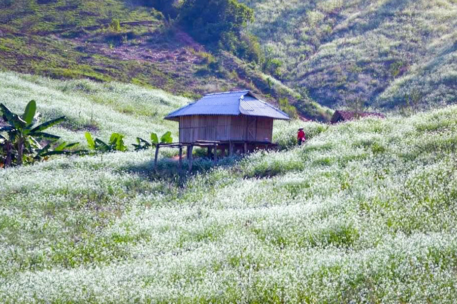 Entre montagnes et vallées fleuries, le village de Thung Cuong incarne toute la magie du printemps à Mộc Châu