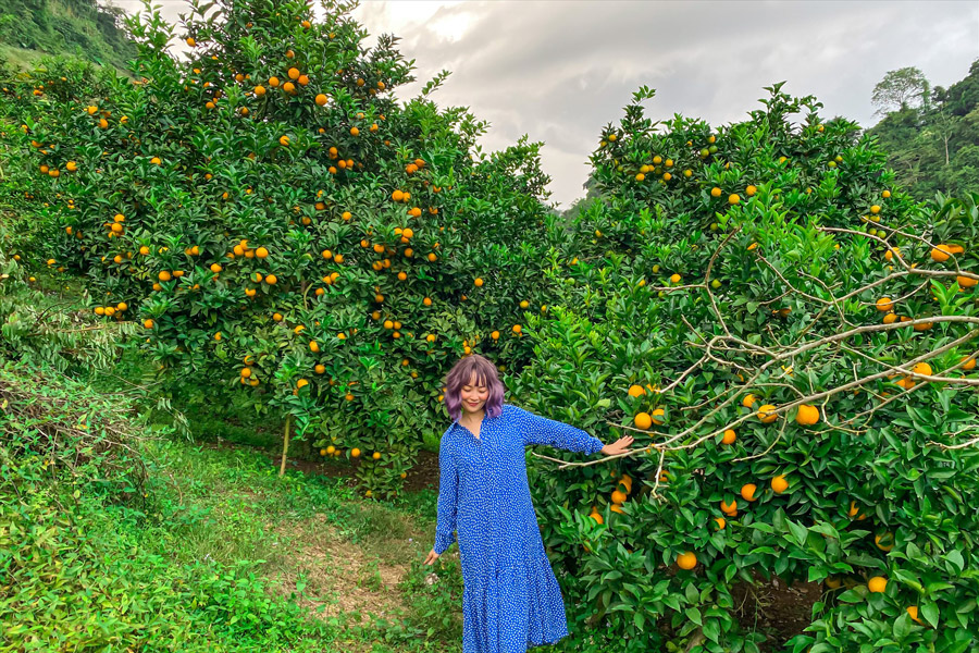 Voyage à Mộc Châu au printemps – Le verger de Thanh Binh, un écrin coloré entre collines de thé et agrumes parfumés.