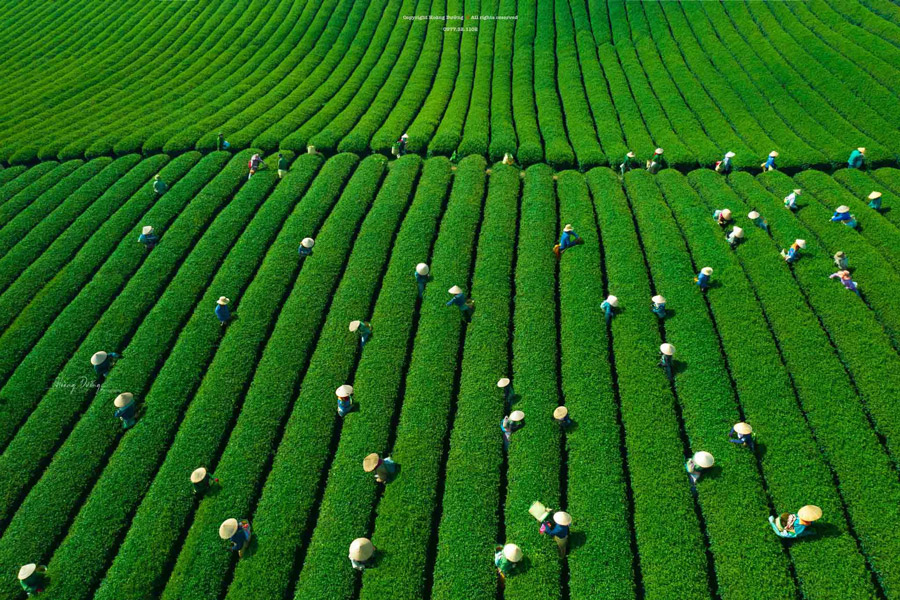 Voyage à Mộc Châu au printemps – Plongez au cœur des collines de thé, un paysage emblématique du plateau
