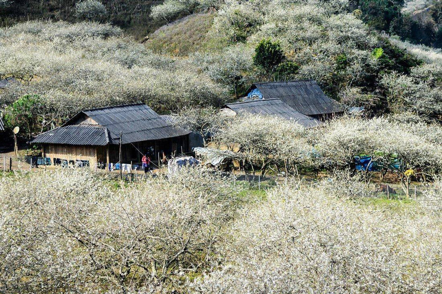 Voyage à Mộc Châu au printemps – La vallée des pruniers de Na Ka, un paysage féerique sous un voile de fleurs blanches