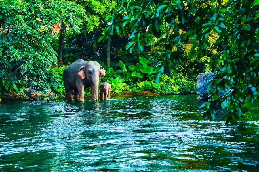 Parc national de Khao Yai avec une flore et une faune riches