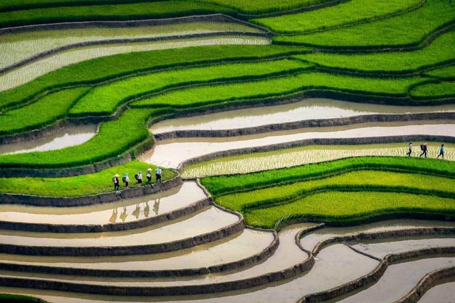 Mu Cang Chai est où vous pouvez voyager au Nord du Vietnam en juin. 