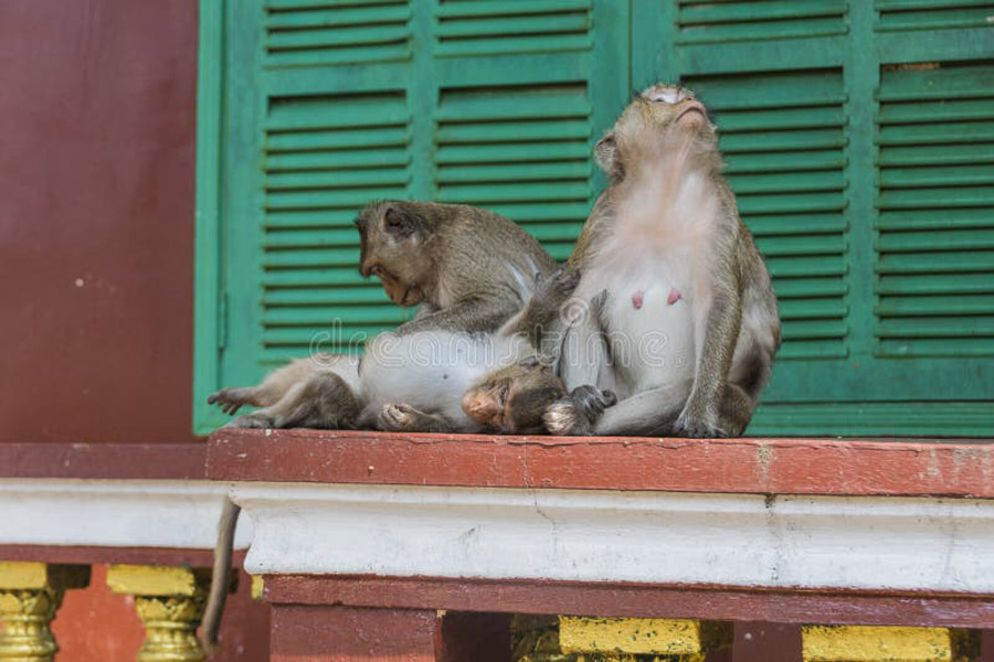 Des singes sauvages à Wat Leu