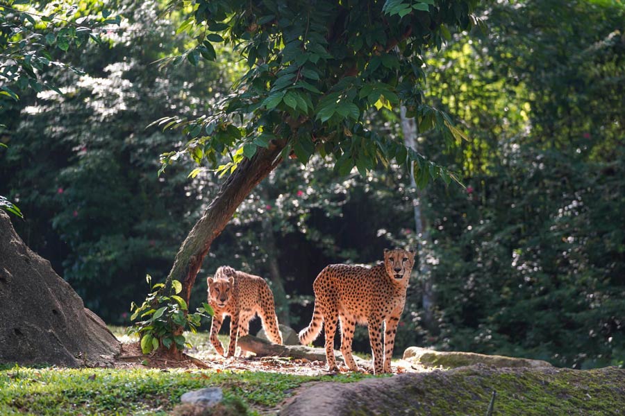 Les animaux dans le Zoo de Singapour
