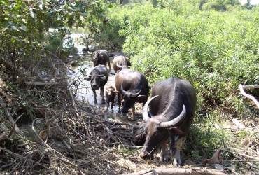 Ban Konglor – Thakhek  (B, L)