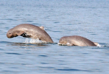 Banlung – Kratie – Dauphins d’Irrawaddy (B/L/-)