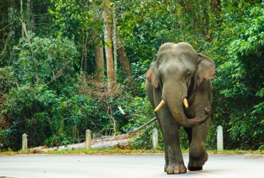 Parc national de Khao Yai (B, L)