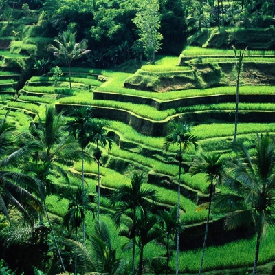 Les rizières de Bali