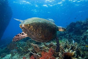 Île de Tioman libre  (B)