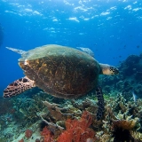 Séjour sur l’île de Tioman