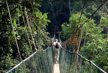 Parc National de Taman Negara (B)