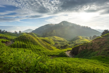 Parc National de Taman Negara – Les hauts plateaux de Cameron (B)