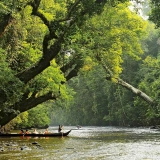 Découvertes des Jungles Tropicales