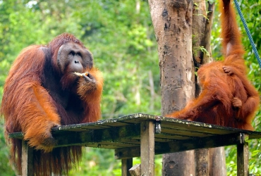 Santubong – Réserve de Semenggoh – Santubong (B, L)