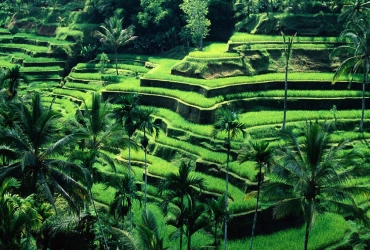 Ubud - Le parc aux oiseaux (B) 