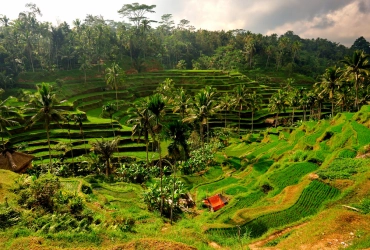 Ubud - Tabanan- Jatiluih (B)