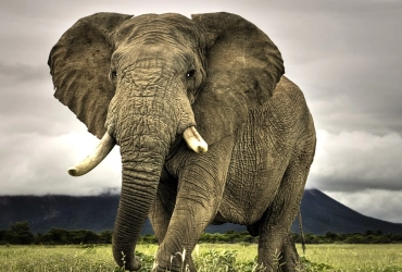 Parc naturel de l’éléphant - Chez l’habitant (B, L, D)